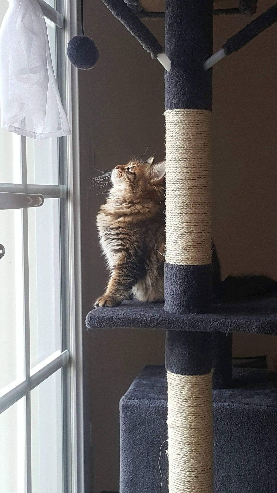 Pin'S a rejoint le concours — aidez-le/la à gagner de superbes lots ! carnivore, cat, fawn, felidae, kitten, small_to_medium_sized_cats, tabby_cat, tail, whiskers, window