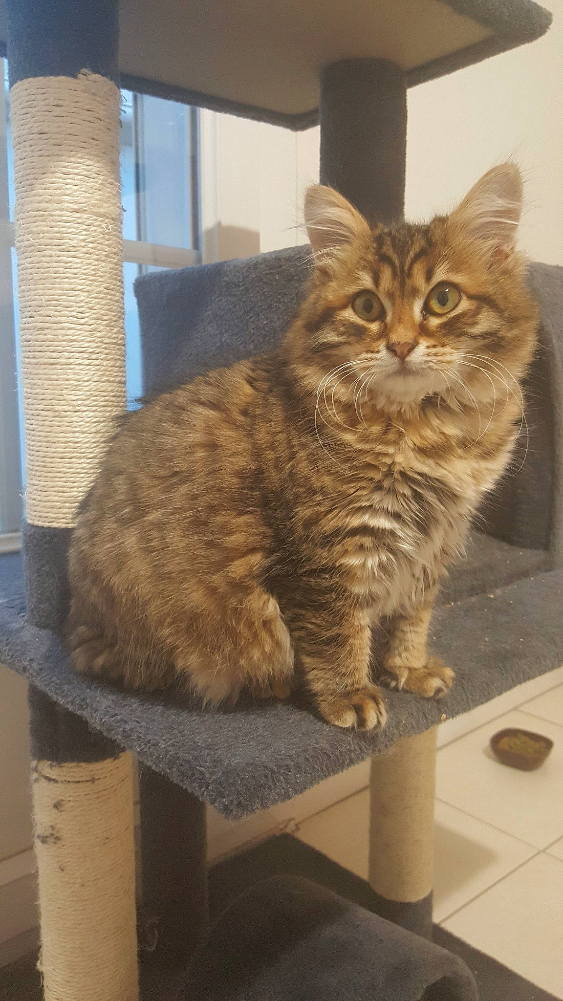 Pin'S a rejoint le concours — aidez-le/la à gagner de superbes lots ! asian_semi_longhair, british_semi_longhair, carnivore, cat, cymric, domestic_long_haired_cat, domestic_short_haired_cat, dragon_li, european_shorthair, felidae, kurilian_bobtail, maine_coon, mammal, norwegian_forest_cat, siberian, small_to_medium_sized_cats, tabby_cat, vertebrate, whiskers, wild_cat