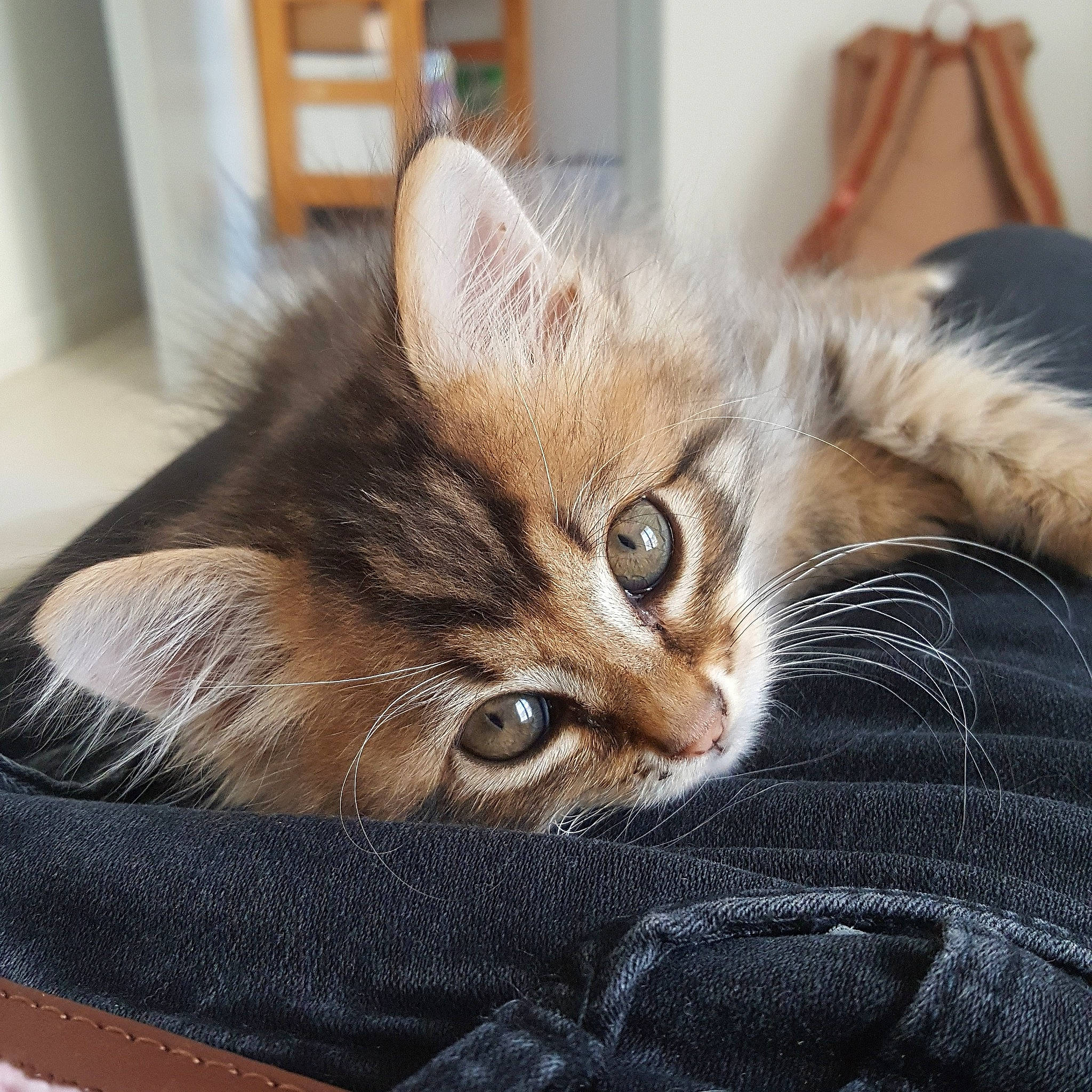 Pin'S a rejoint le concours — aidez-le/la à gagner de superbes lots ! asian, carnivore, cat, claw, domestic_short_haired_cat, dragon_li, european_shorthair, fawn, felidae, fur, furniture, kitten, mammal, pixie_bob, small_to_medium_sized_cats, somali, tabby_cat, toyger, vertebrate, whiskers