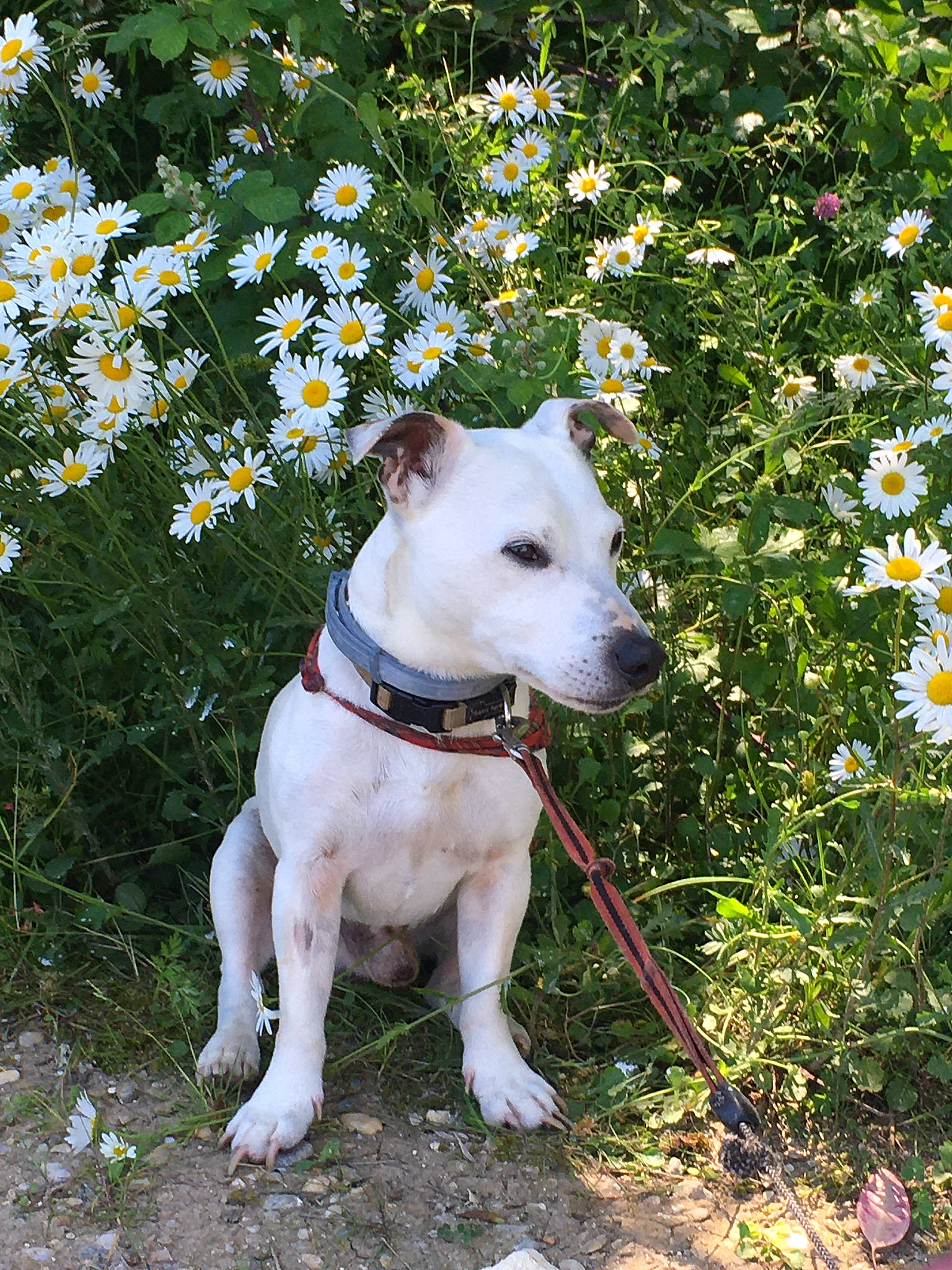 Général participe au concours pour gagner de l'argent avec cette photo : adventure, canidae, carnivore, collar, companion_dog, dog, dog_breed, dog_collar, fashion_accessory, fawn, flower, grass, plant, shrub, snout, sporting_group, tail, tree, twig, working_animal