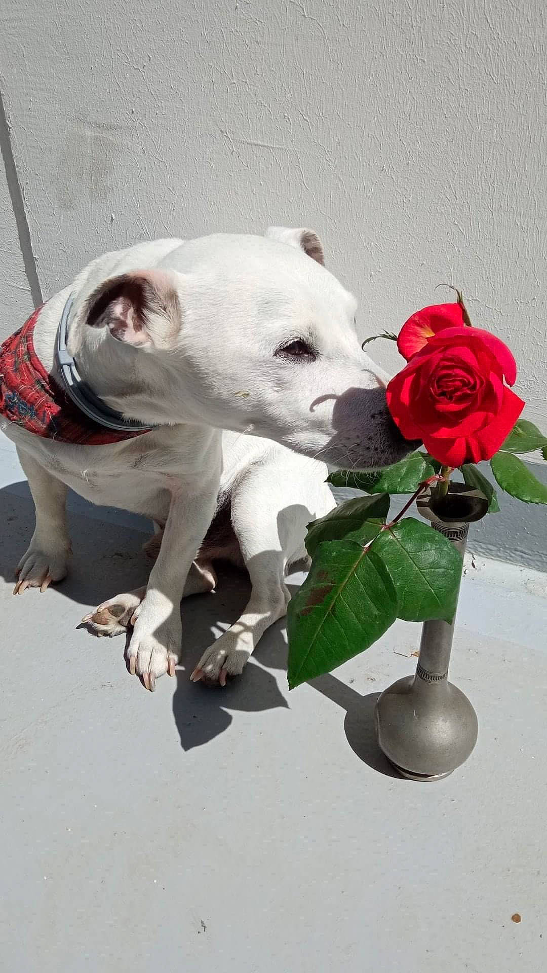 Général a rejoint le concours — aidez-le/la à gagner de superbes lots ! artificial_flower, carmine, carnivore, companion_dog, dog, dog_breed, fawn, flower, flower_arranging, grass, hybrid_tea_rose, petal, plant, rose, rose_family, rose_order, snout, toy_dog, whiskers, working_animal