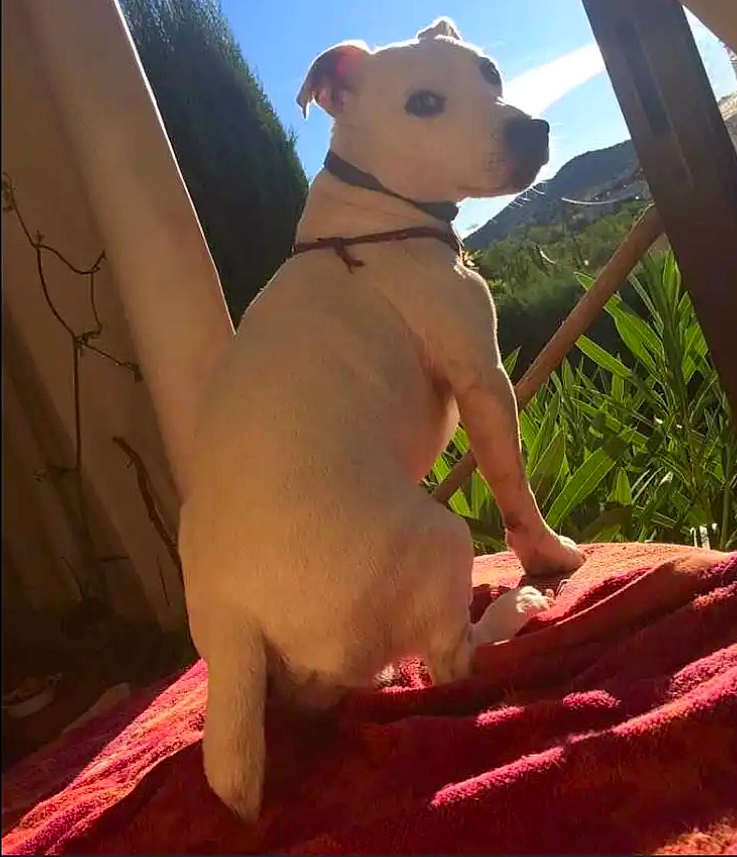 Général a rejoint le concours — aidez-le/la à gagner de superbes lots ! abdomen, art, carnivore, chest, companion_dog, dog_breed, fawn, grass, happy, human_leg, landscape, plant, sky, snout, stuffed_toy, tail, toy, trunk, wood, working_animal