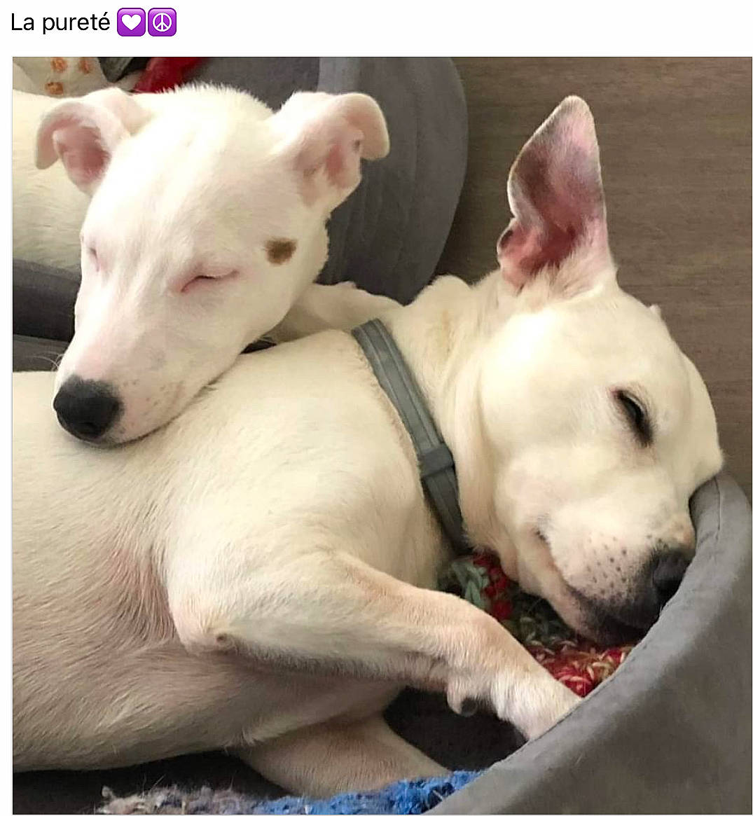 General a rejoint le concours — aidez-le/la à gagner de superbes lots ! bull_terrier, canidae, carnivore, collar, comfort, companion_dog, dog, dog_breed, ear, fawn, head, jaw, metal, non_sporting_group, old_english_terrier, snout, sporting_group, terrestrial_animal, whiskers, working_animal