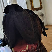 Bolo joined the competition — help win amazing prizes! animal, background, black, brown, canine, close_up, dog, ears, fan, floor, happy, house, indoor, mirror, mouth_open, nose, pet, portrait, teeth, tongue