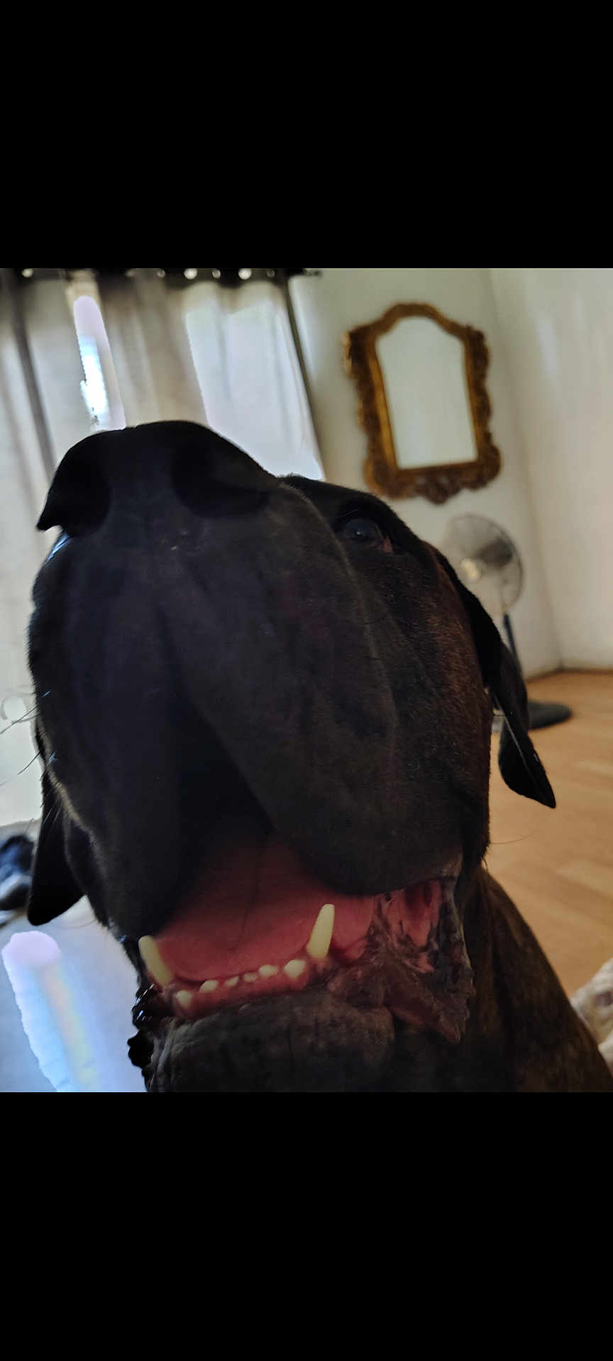 Bolo