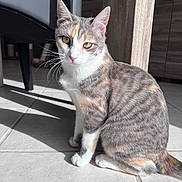 Azat a rejoint le concours — aidez-le/la à gagner de superbes lots ! animal, calico_cat, cat, chair, close_up, domestic_animal, ears, feline, fur, green_eyes, indoor, pet, quiet, shadow, sitting, sunlight, tail, tile_floor, whiskers, wooden_furniture