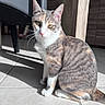 animal, calico_cat, cat, chair, close_up, domestic_animal, ears, feline, fur, green_eyes, indoor, pet, quiet, shadow, sitting, sunlight, tail, tile_floor, whiskers, wooden_furniture
