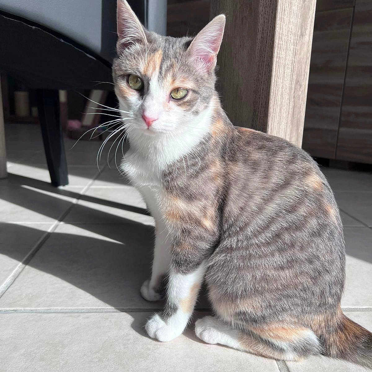 Azat a rejoint le concours — aidez-le/la à gagner de superbes lots ! animal, calico_cat, cat, chair, close_up, domestic_animal, ears, feline, fur, green_eyes, indoor, pet, quiet, shadow, sitting, sunlight, tail, tile_floor, whiskers, wooden_furniture