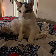 Pip joined the competition — help win amazing prizes! cat, animal, pet, indoor, quilt, bedspread, feline, white_cat, sitting, curious, ears, paw, resting, cozy, home, furniture, door, towel, light, shadow