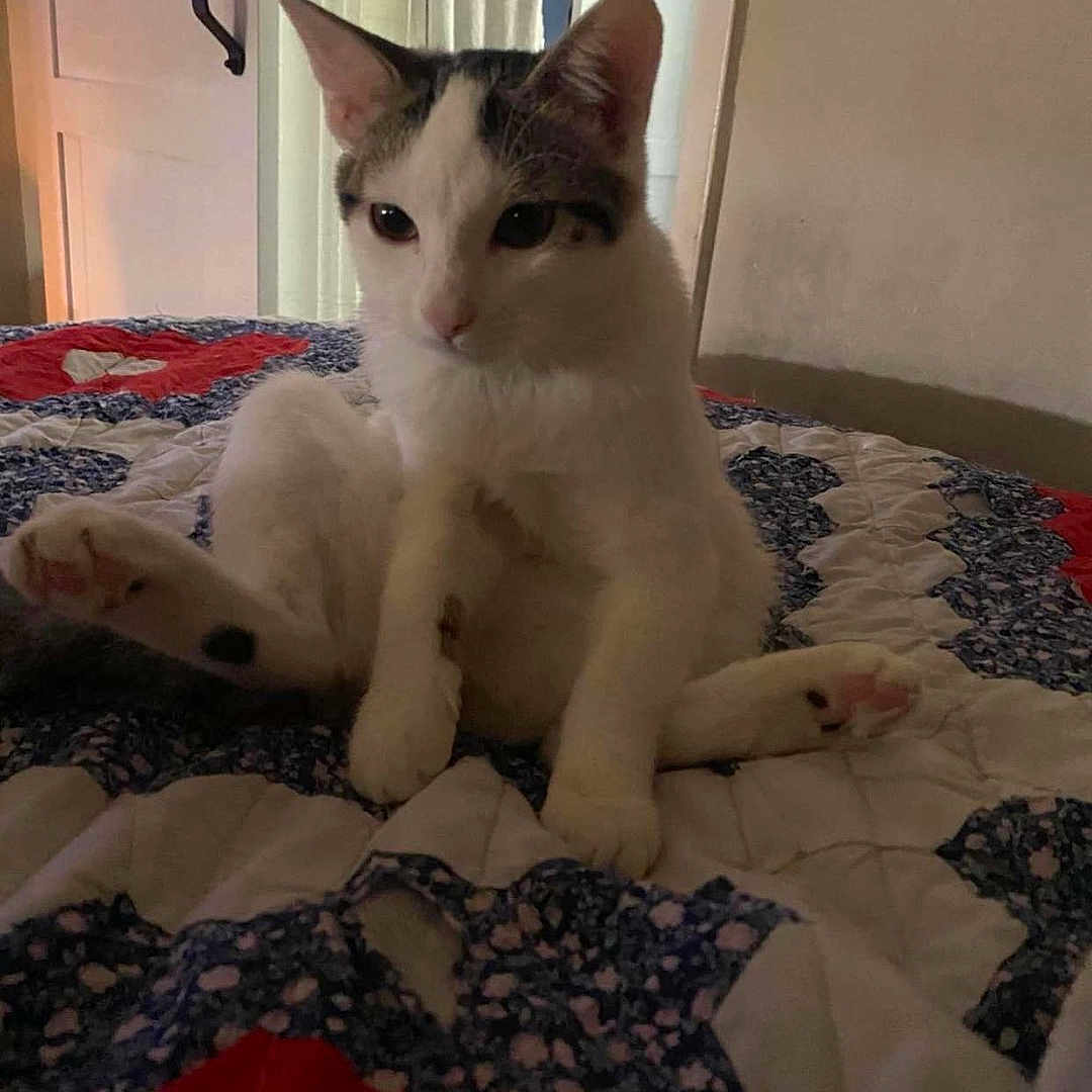 Pip