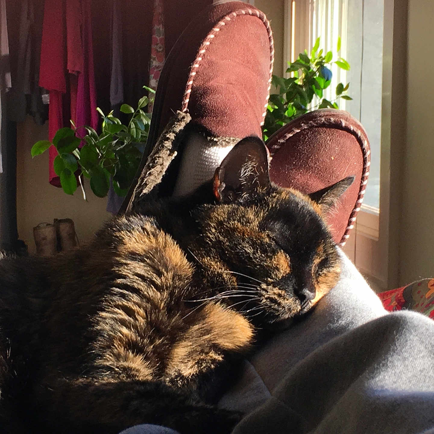 Kiwi joined the competition — help win amazing prizes! cat, tortoiseshell_cat, sleeping, sunlight, slippers, gray_sweatpants, indoor, plant, window, cozy, nap, home, relaxation, furniture, clothing, warm_light, resting, fur, domestic_animal, comfort