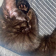Moka participe au concours pour gagner de l'argent avec cette photo : kitten, black_cat, sleeping, curled_up, paw, furry, pet, cute, animal, resting, striped_fabric, close_up, cozy, indoor, fur, whiskers, tiny, adorable, relaxed, nap