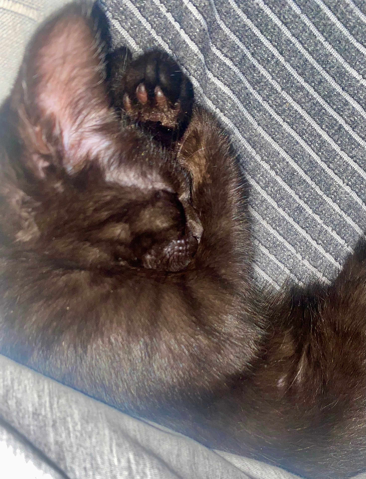 Moka participe au concours pour gagner de l'argent avec cette photo : kitten, black_cat, sleeping, curled_up, paw, furry, pet, cute, animal, resting, striped_fabric, close_up, cozy, indoor, fur, whiskers, tiny, adorable, relaxed, nap