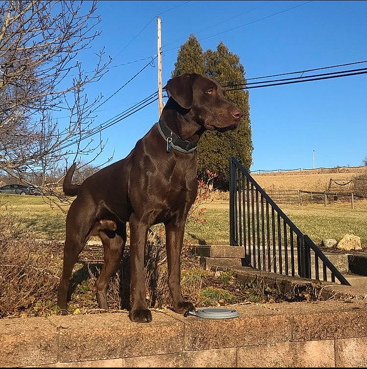 Finn joined the competition — help win amazing prizes! alano_espanol, alaunt, cane_corso, canidae, carnivore, dog, dog_breed, hunting_dog, liver, mammal, pudelpointer, sporting_group, vertebrate