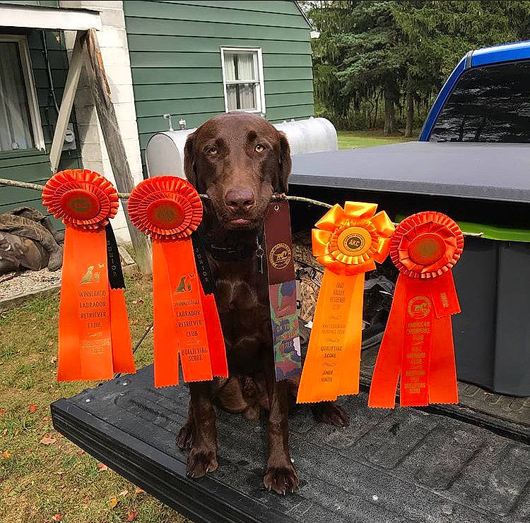 Finn is registered to the contest to win money with this photo: canidae, carnivore, companion_dog, dog, dog_breed, german_shorthaired_pointer, hunting_dog, liver, pointer, sporting_group