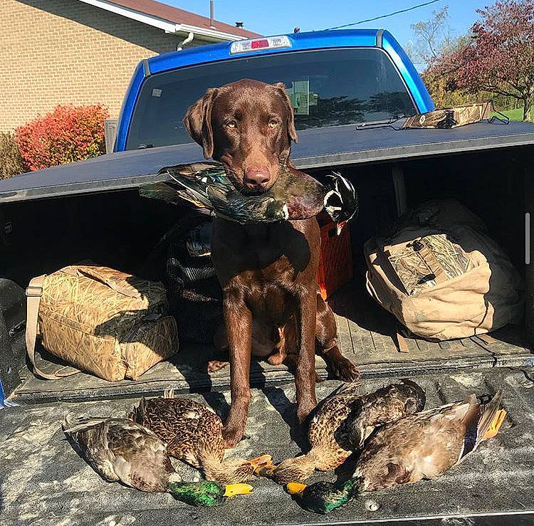 Finn joined the competition — help win amazing prizes! braque_francais, canidae, carnivore, chesapeake_bay_retriever, dog, dog_breed, german_longhaired_pointer, german_shorthaired_pointer, german_spaniel, hunting_dog, liver, mammal, mountain_cur, plott_hound, pointer, pointing_breed, sporting_group, vertebrate, weimaraner