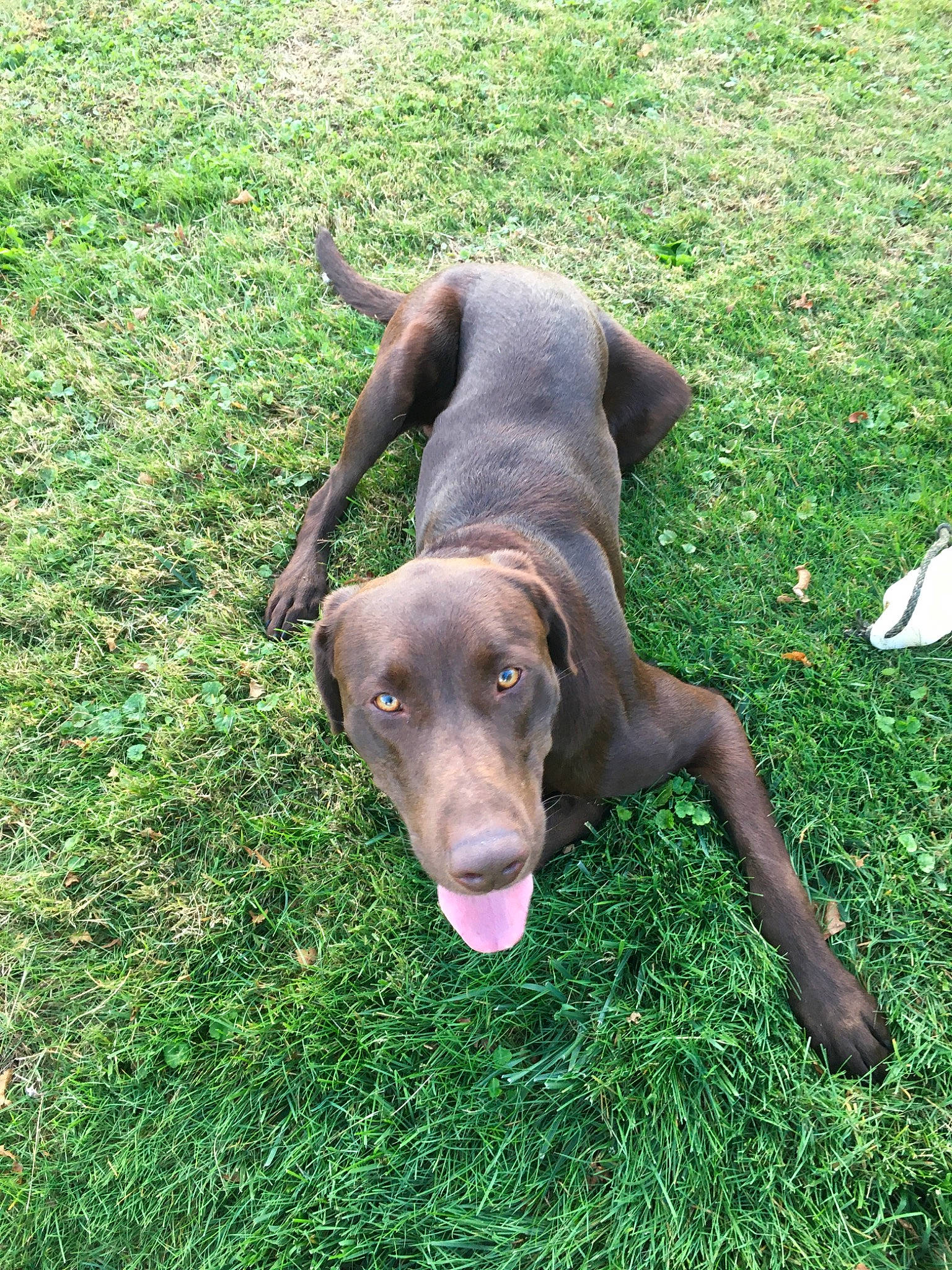 Finn joined the competition — help win amazing prizes! canidae, carnivore, dog, dog_breed, fawn, grass, great_dane, hunting_dog, liver, mammal, plott_hound, pointing_breed, rare_breed_dog, sporting_group, vertebrate, weimaraner