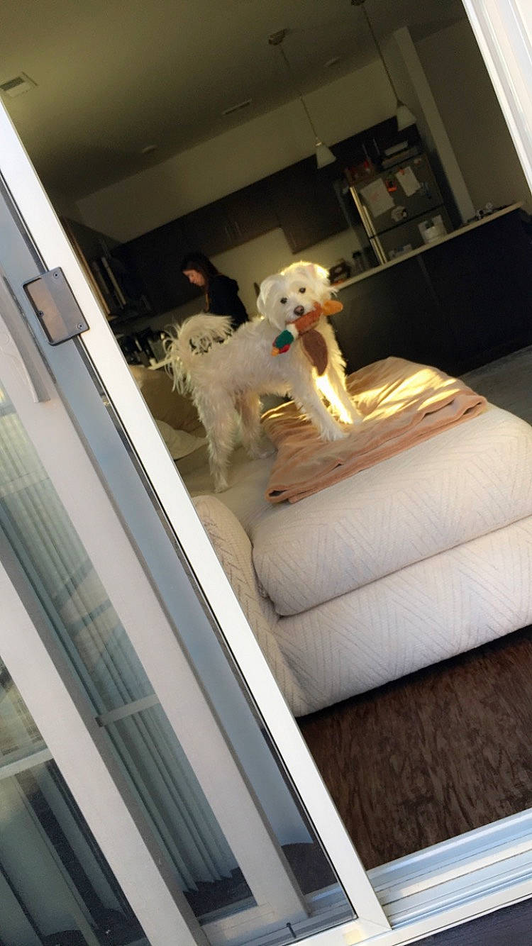 Clark joined the competition — help win amazing prizes! canidae, carnivore, companion_dog, dog, dog_breed, non_sporting_group, room, sporting_group, toy_dog, window