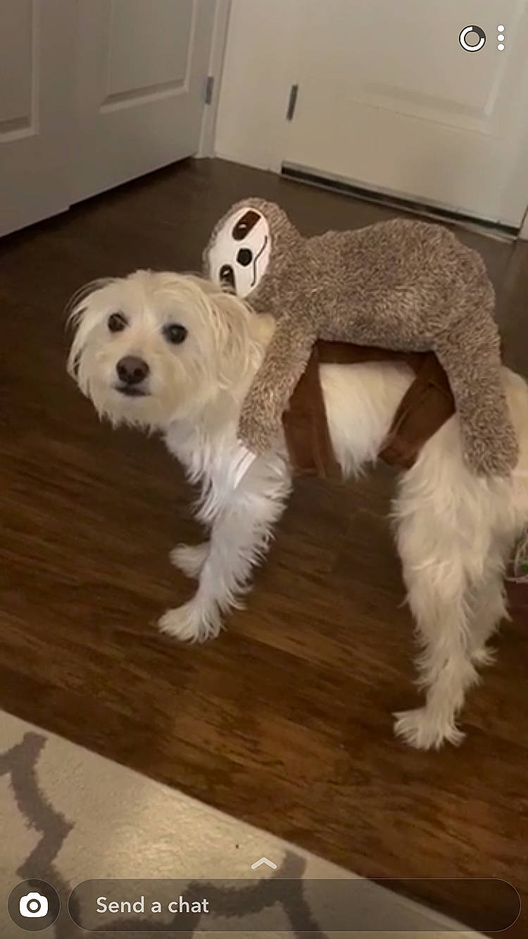 Clark joined the competition — help win amazing prizes! bichon, canidae, carnivore, cockapoo, companion_dog, dog, dog_breed, fur, goldendoodle, havanese, maltepoo, maltese, mammal, miniature_schnauzer, non_sporting_group, puppy, rare_breed_dog, schnoodle, sporting_group, tail