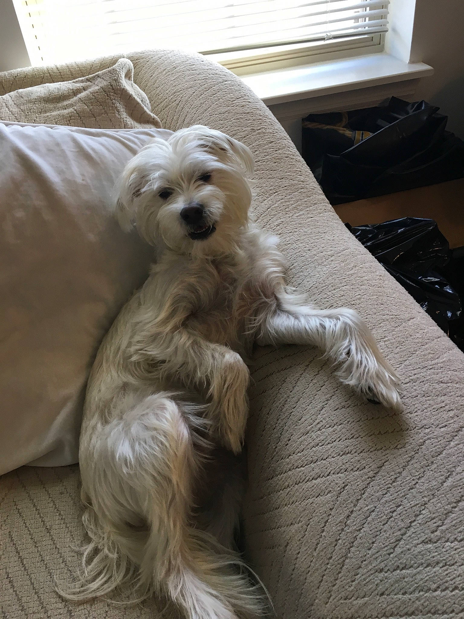 Clark joined the competition — help win amazing prizes! canidae, carnivore, companion_dog, dog, dog_breed, dutch_smoushond, glen_of_imaal_terrier, irish_soft_coated_wheaten_terrier, maltese, mammal, non_sporting_group, puppy, pyrenean_shepherd, rare_breed_dog, schnoodle, terrier, tibetan_terrier, toy_dog, vertebrate, west_highland_white_terrier