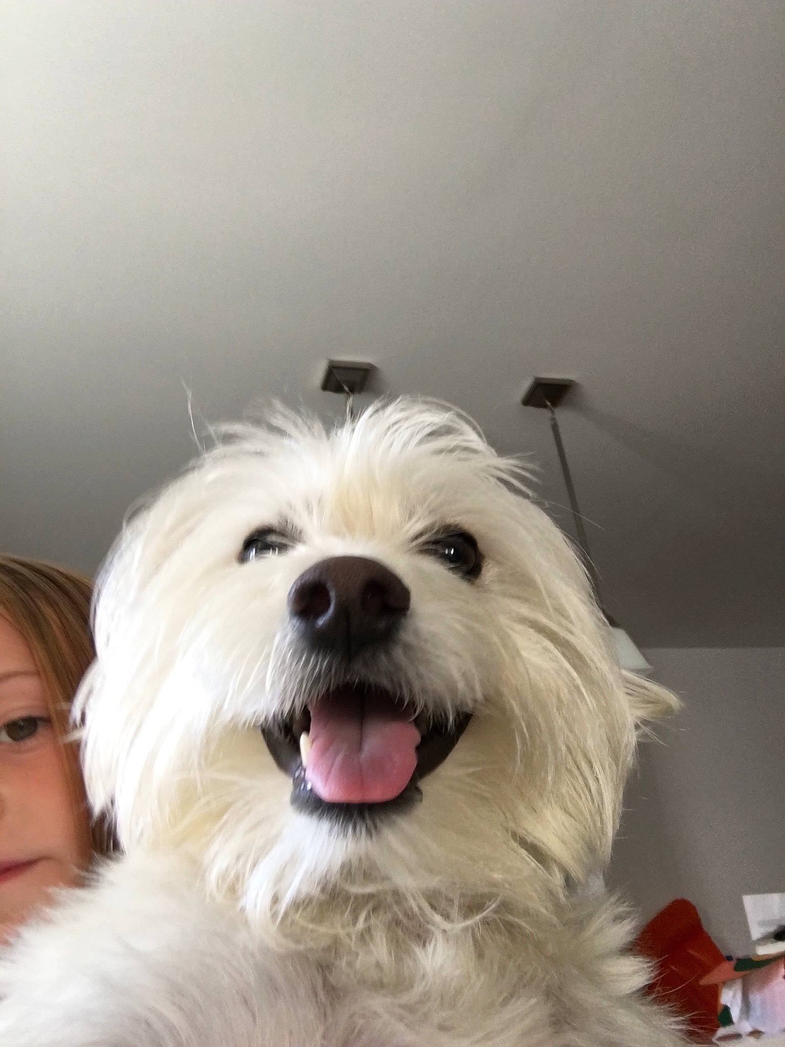 Clark is registered to the contest to win money with this photo: bolonka, canidae, carnivore, companion_dog, coton_de_tulear, dog, dog_breed, havanese, kyi_leo, lowchen, maltese, mammal, non_sporting_group, rare_breed_dog, small_terrier, terrier, tibetan_terrier, toy_dog, vertebrate, west_highland_white_terrier
