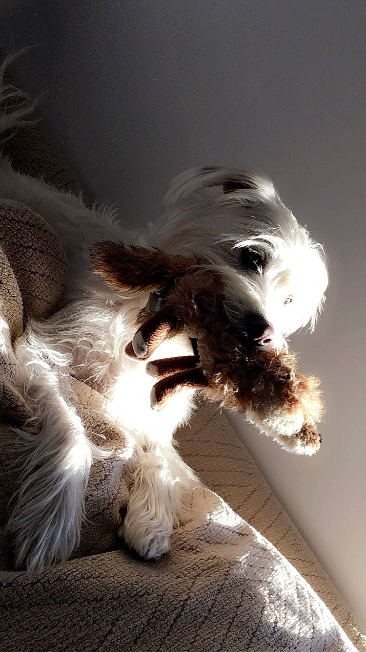 Clark is registered to the contest to win money with this photo: canidae, carnivore, dog, dog_breed, english_springer_spaniel, fur, miniature_schnauzer, petit_basset_griffon_vendeen, puppy, spaniel, sporting_group, tibetan_terrier