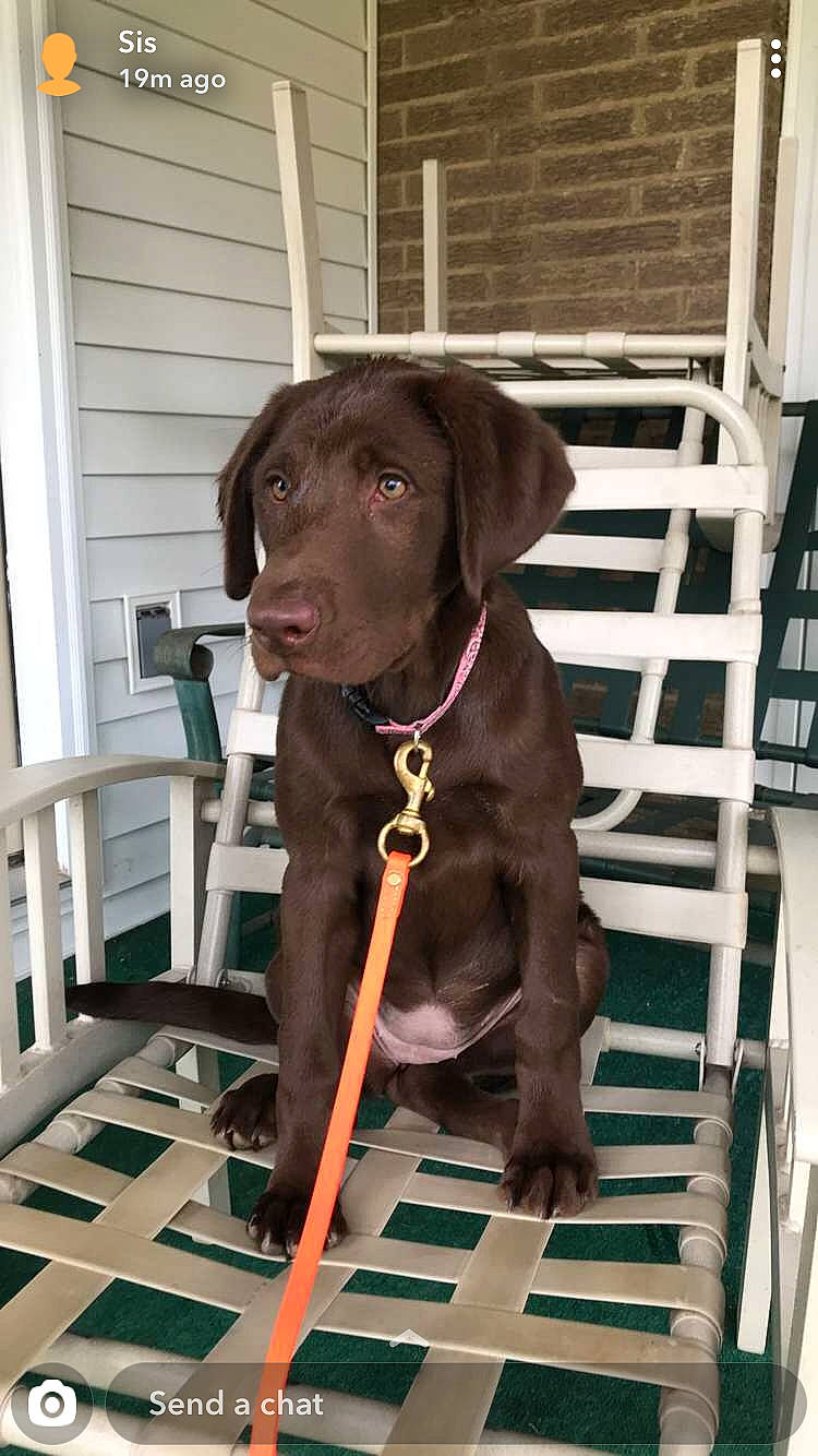 Camo is registered to the contest to win money with this photo: beagador, borador, canidae, carnivore, companion_dog, dog, dog_breed, dog_collar, flat_coated_retriever, hunting_dog, labrador_retriever, liver, pointing_breed, retriever, snout, sporting_group