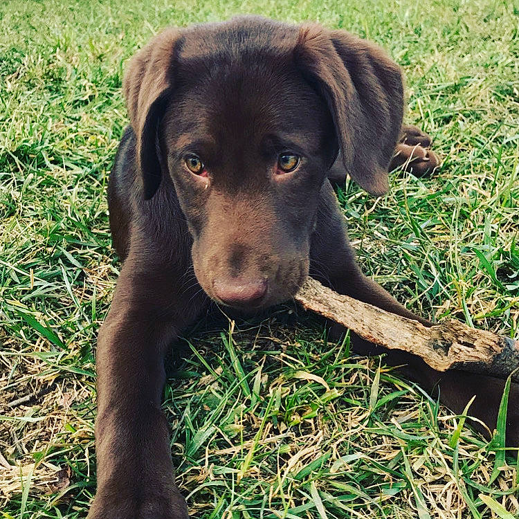 Camo joined the competition — help win amazing prizes! beagador, canidae, carnivore, dog, dog_breed, grass, gun_dog, hunting_dog, labrador_retriever, liver, mammal, plant, pointing_breed, puppy, retriever, snout, sporting_group, vertebrate