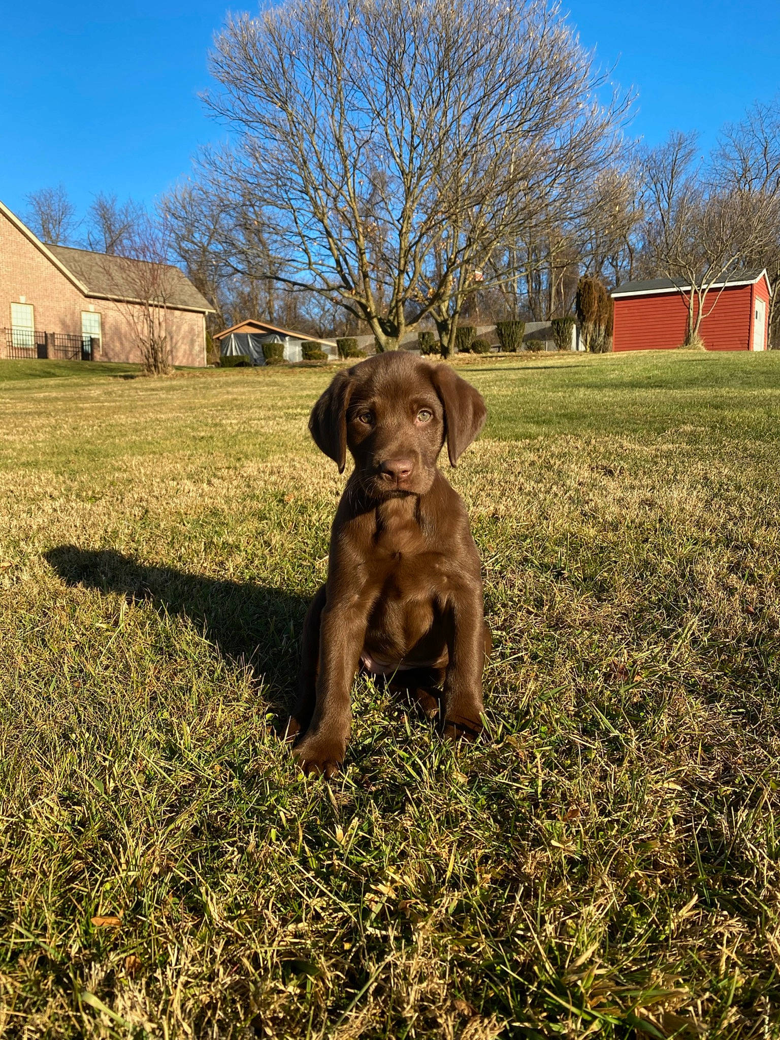 Camo is registered to the contest to win money with this photo: canidae, carnivore, chesapeake_bay_retriever, dog, dog_breed, grass, hunting_dog, labrador_retriever, liver, mammal, pointing_breed, pudelpointer, puppy, retriever, sporting_group, tree, vertebrate