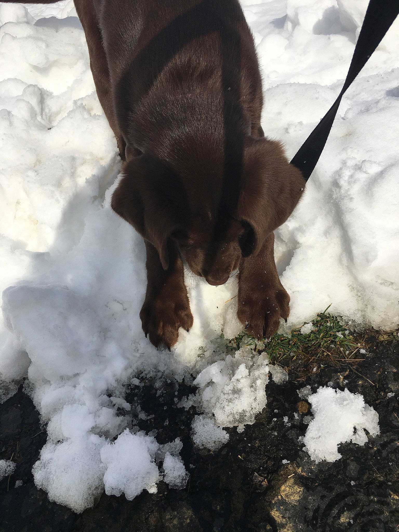 Camo is registered to the contest to win money with this photo: canidae, carnivore, dog, dog_breed, puppy, snout, snow, sporting_group