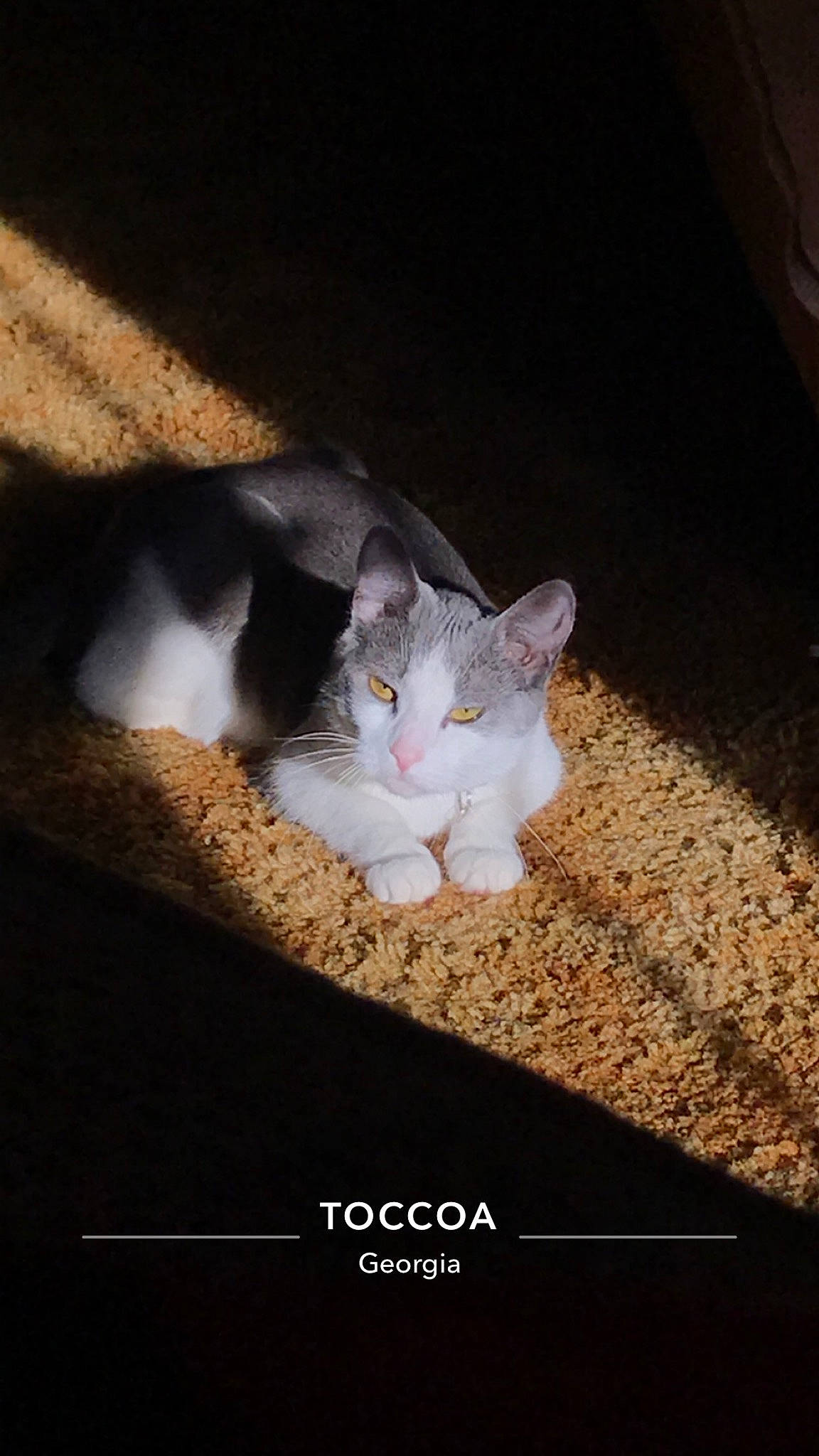 Fern joined the competition — help win amazing prizes! automotive_lighting, carnivore, cat, darkness, domestic_short_haired_cat, eye, felidae, fur, grass, metal, night, paw, photo_caption, sitting, small_to_medium_sized_cats, snout, square, tail, whiskers, wood