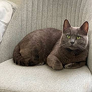 Blu joined the competition — help win amazing prizes! cat, gray_cat, green_eyes, chair, furniture, indoor, pet, animal, relaxed, cozy, looking_at_camera, fur, whiskers, paws, resting, domestic_cat, cute, close_up, home, comfortable