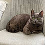 cat, gray_cat, green_eyes, chair, furniture, indoor, pet, animal, relaxed, cozy, looking_at_camera, fur, whiskers, paws, resting, domestic_cat, cute, close_up, home, comfortable