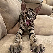 Zazu joined the competition — help win amazing prizes! cat, tabby, stretching, paws, claws, couch, beige, indoor, pet, feline, animal, mouth_open, whiskers, ears, fur, playful, closeup, expression, living_room, comfortable