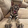 cat, tabby, stretching, paws, claws, couch, beige, indoor, pet, feline, animal, mouth_open, whiskers, ears, fur, playful, closeup, expression, living_room, comfortable