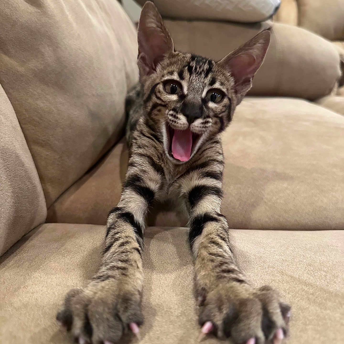Zazu joined the competition — help win amazing prizes! cat, tabby, stretching, paws, claws, couch, beige, indoor, pet, feline, animal, mouth_open, whiskers, ears, fur, playful, closeup, expression, living_room, comfortable
