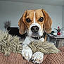 dog, beagle, pet, indoor, paws, blanket, fur, animal, cute, face, ears, nose, table, plant, living_room, house, domestic_animal, closeup, brown, white