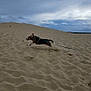 dog, sand, dune, running, leash, outdoor, cloudy_sky, animal, pet, energetic, landscape, nature, sky, motion, playful, beagle, sand_dune, canine, active, daytime