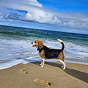 Sally a rejoint le concours — aidez-le/la à gagner de superbes lots ! animal, beach, beagle, canine, clouds, daytime, dog, footprints, mammal, nature, ocean, outdoor, pet, sand, sea, shore, sky, sunlight, water, waves