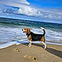 animal, beach, beagle, canine, clouds, daytime, dog, footprints, mammal, nature, ocean, outdoor, pet, sand, sea, shore, sky, sunlight, water, waves