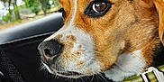 Sally a rejoint le concours — aidez-le/la à gagner de superbes lots ! dog, beagle, pet, animal, car, window, collar, side_view, closeup, brown, white, black, seat, restraint, outdoor_view, nature, trees, fur, snout, ears