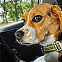 dog, beagle, pet, animal, car, window, collar, side_view, closeup, brown, white, black, seat, restraint, outdoor_view, nature, trees, fur, snout, ears
