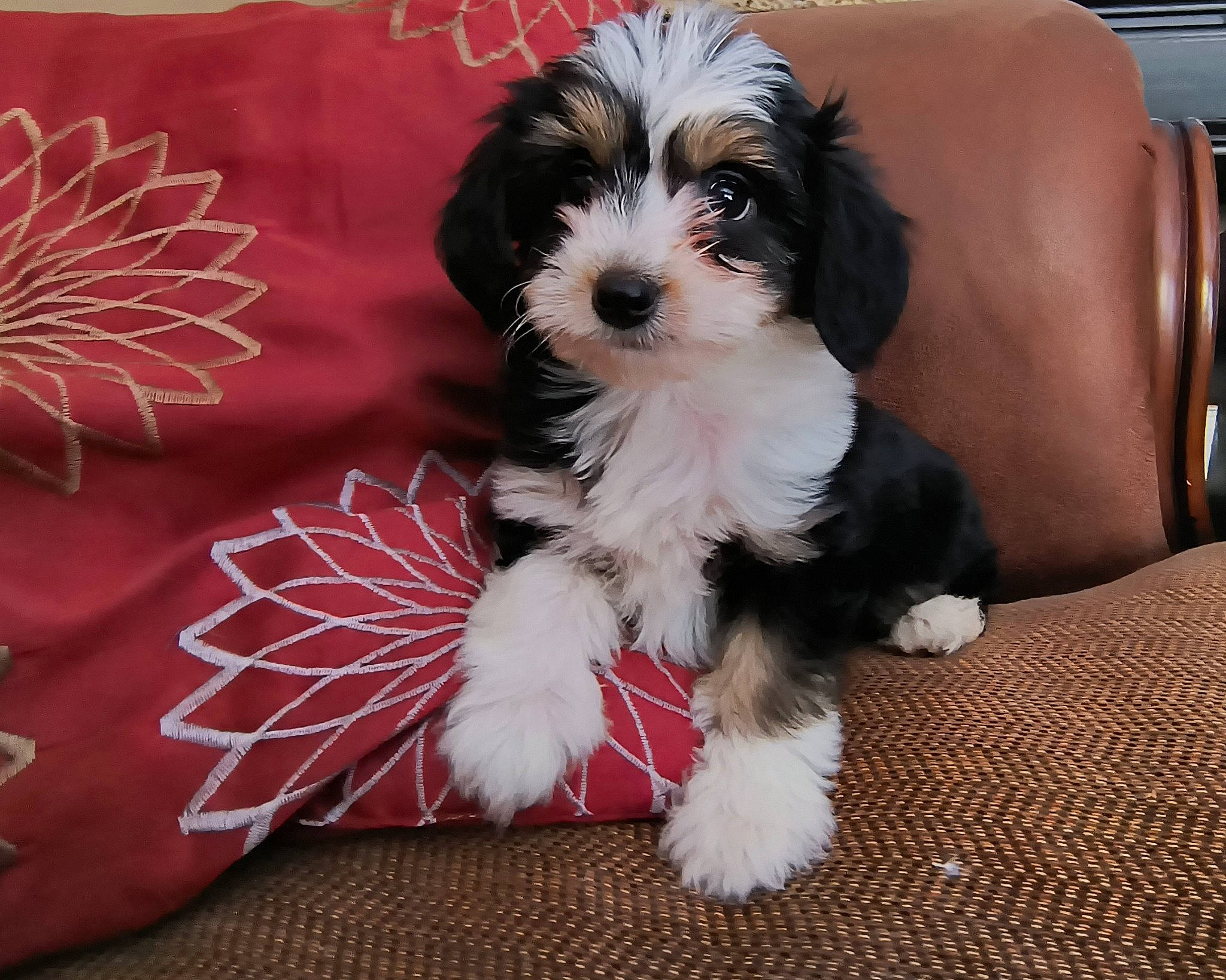 Annebelle joined the competition — help win amazing prizes! canidae, carnivore, companion_dog, dog, dog_breed, dog_supply, event, fur, liver, mal_shi, maltepoo, non_sporting_group, shih_poo, shih_tzu, small_terrier, snout, sporting_group, terrier, toy_dog, working_animal