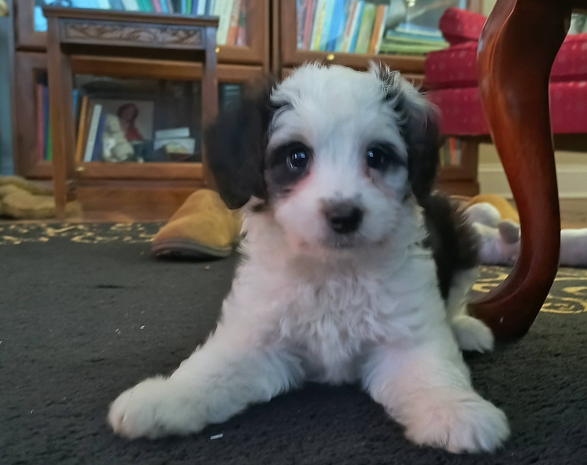 Roger joined the competition — help win amazing prizes! ancient_dog_breeds, canidae, carnivore, companion_dog, dog, dog_breed, fur, mal_shi, maltepoo, non_sporting_group, picture_frame, poodle_crossbreed, shih_poo, small_terrier, snout, sporting_group, terrier, toy_dog, whiskers, working_animal