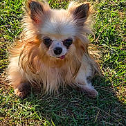Iris participe au concours pour gagner de l'argent avec cette photo : animal, close_up, cute, daylight, dog, ears, face, fluffy, fur, grass, long_hair, mammal, nature, outdoor, pet, portrait, sitting, small_dog, sunlight, tongue_out