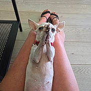 Neige a rejoint le concours — aidez-le/la à gagner de superbes lots ! dog, chihuahua, pet, animal, lap, praying_paws, collar, red_collar, flooring, wood_floor, person, legs, feet, sandals, indoor, small_dog, cute, relaxed, side_eye, domestic_animal