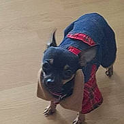 Pepito participe au concours pour gagner de l'argent avec cette photo : carnivoran, dog, dog_breed, dog_breed_group, dog_clothes, dog_like_mammal, miniature_pinscher, pinscher, puppy, snout