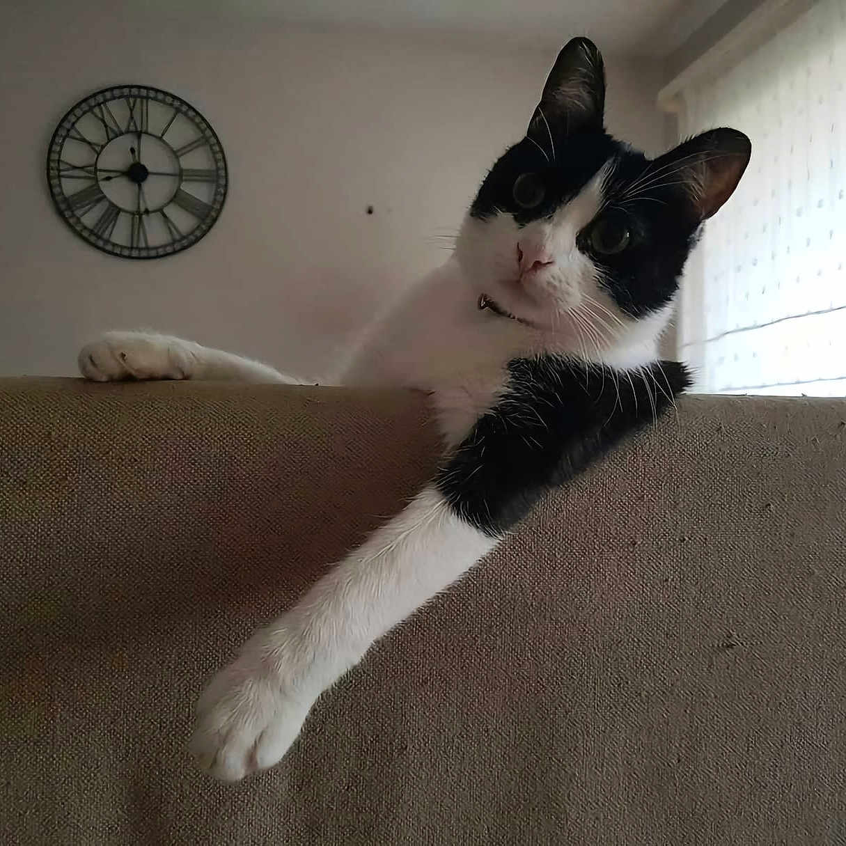 Sam participe au concours pour gagner de l'argent avec cette photo : analogclock, animal, architecture, blanket, building, cat, clock, couch, electronics, furniture, hardwood, indoors, interiordesign, kitten, manx, pet, stainedwood, tower, wallclock, wood