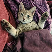 Billie is registered to the contest to win money with this photo: kitten, cat, tabby, paws, blanket, purple, maroon, fur, whiskers, collar, cute, pet, animal, indoor, cozy, resting, young, small, fur_pattern, domestic