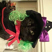 Dottie is registered to the contest to win money with this photo: animal, black_cat, cat, costume, curious, curly_hair, cute, domestic_cat, eyes, face, feline, funny, green_hair, halloween, holiday, indoor, pet, pet_accessory, purple_bow, witch_hat